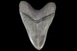Serrated, Lower Megalodon Tooth - Georgia #69764-2